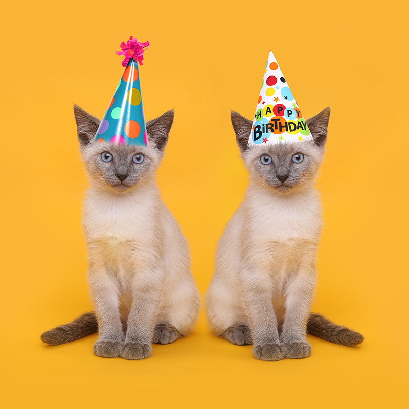 Siamese Party Cats Wearing Birthday Hats