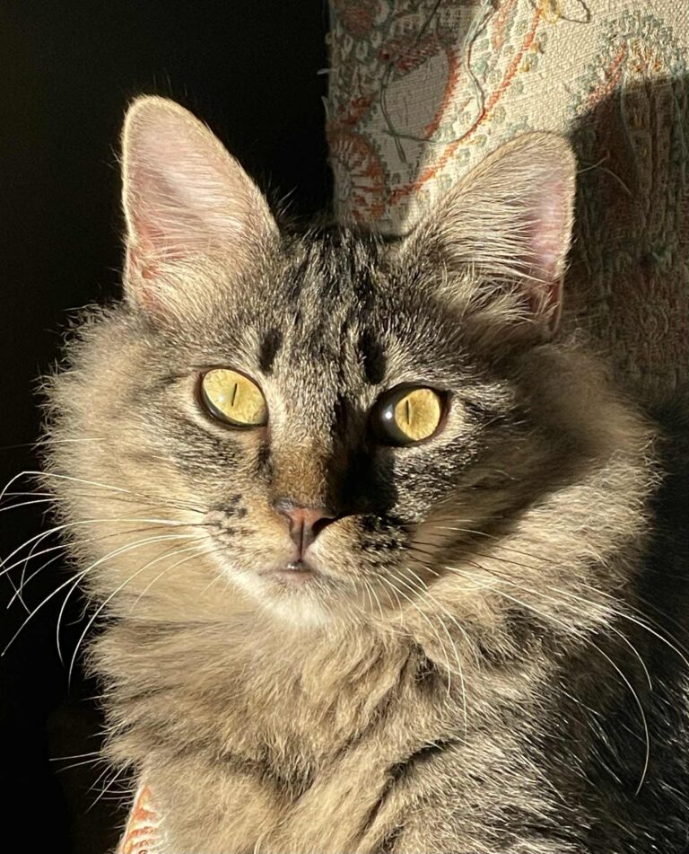 att.u8zxgV_RWyoSJJaCghEaKVSrzbSiZ80lDS_LXwJbkIE