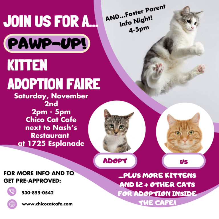 PAWP UP Kitten Adoption Faire #1-11