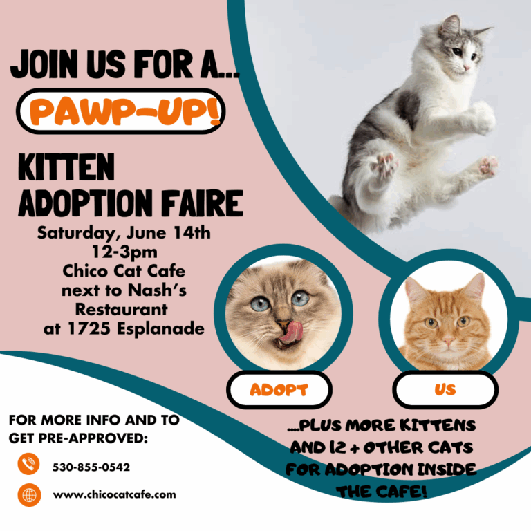 PAWP UP Kitten Adoption Faire #1-17