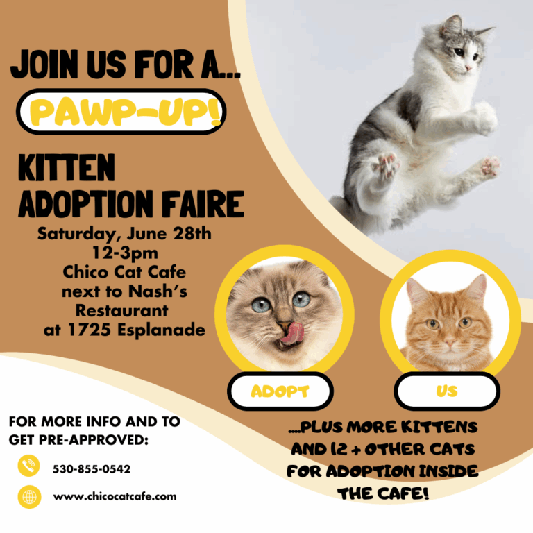 PAWP UP Kitten Adoption Faire #1-18