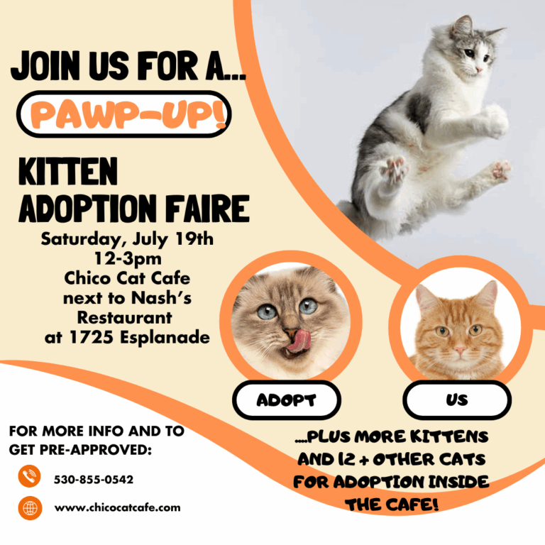PAWP UP Kitten Adoption Faire #1-20
