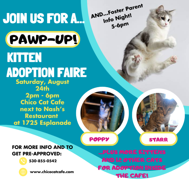 PAWP UP Kitten Adoption Faire #1-3