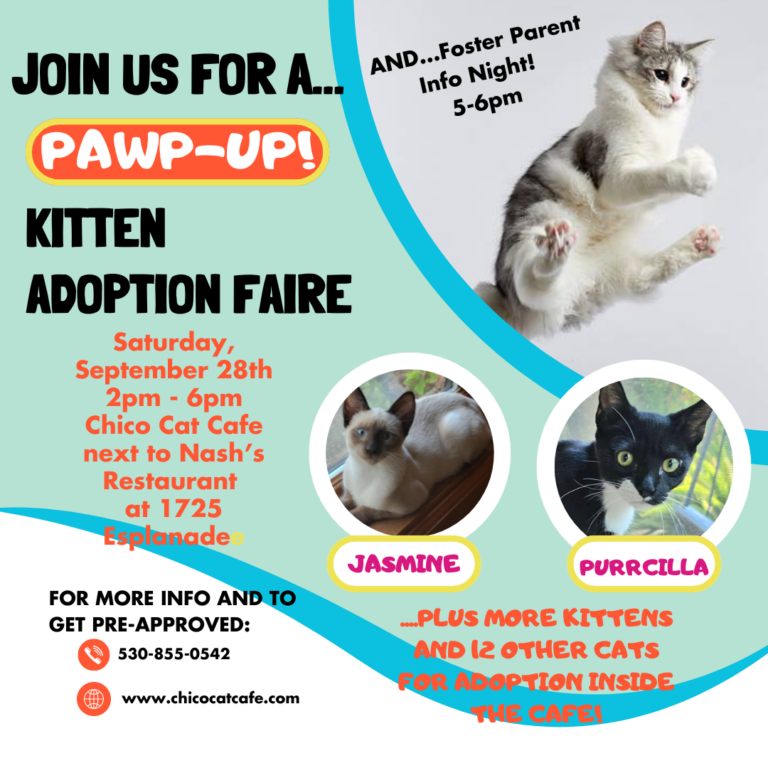 PAWP UP Kitten Adoption Faire #1-7