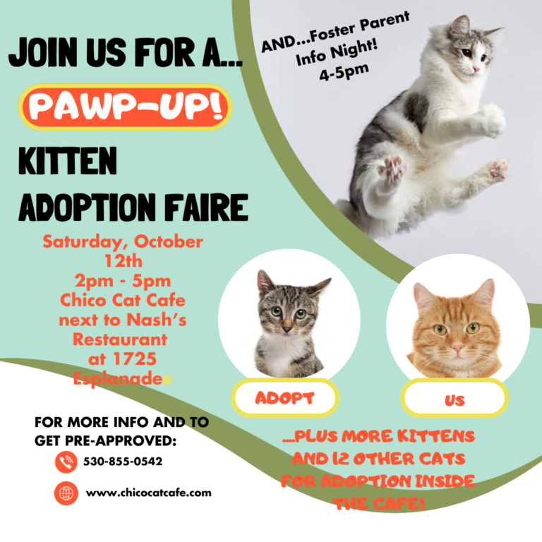 PAWP UP Kitten Adoption Faire #1-8