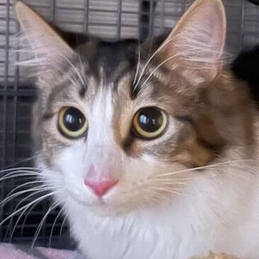 att.3heG2ri1RAVOjoLQwh416GBgMR-AcIp-_GoEG6hM-yE