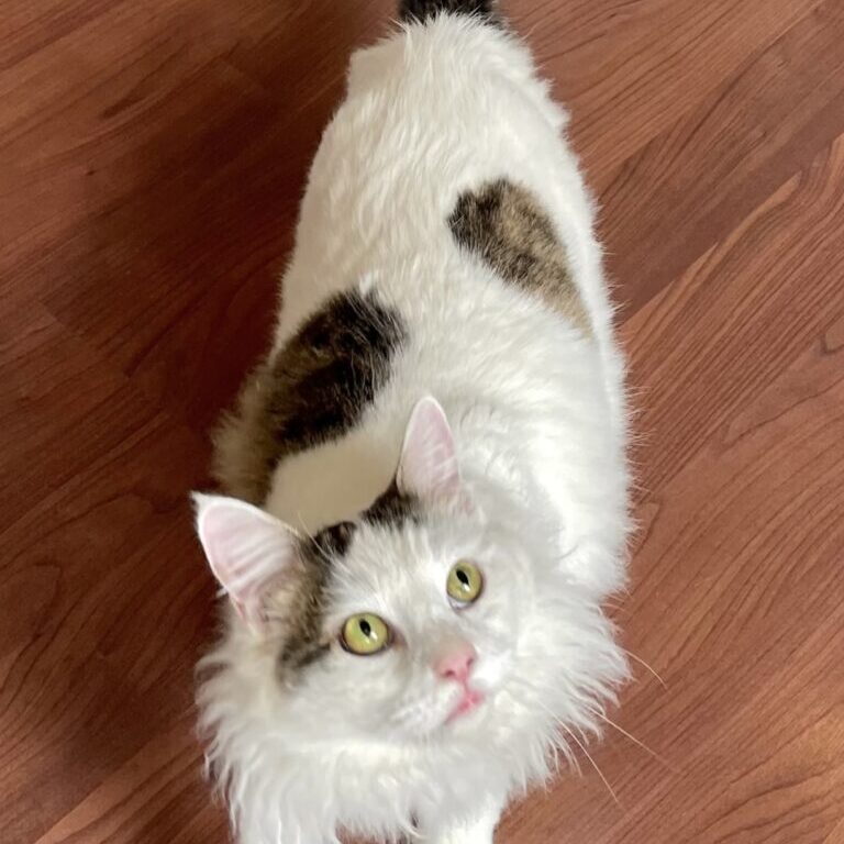 att.Y7rH-YZ9SKzOIuVByUJ5mhYIoFZoD8MJ1gR2y-ekz0k