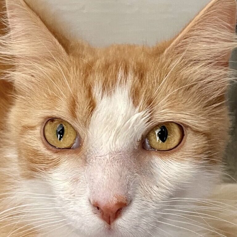 att._a1L5aG0I50eU5r0JCYttzghYH5N-phMN7Fqtu0pF7Y