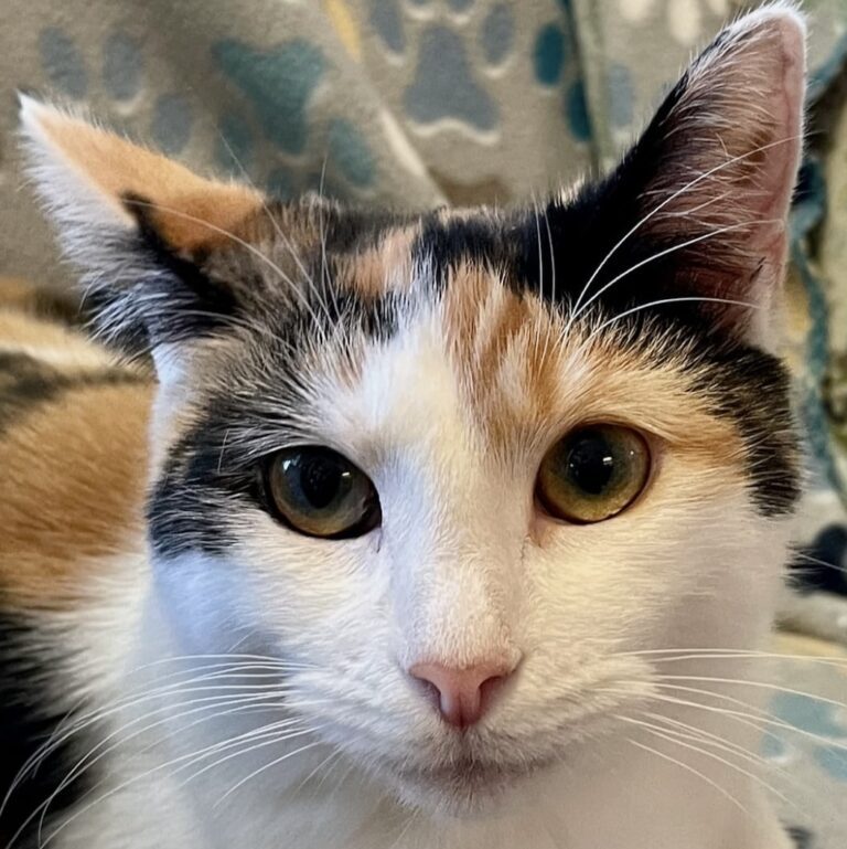 att.fqNmoSPEmLKfHYjMdz3Zt-n4lRWC8PU9nCfdcyrAOlc