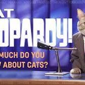 cat jeopardy